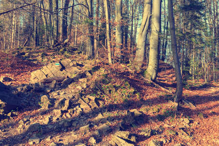 path in the mountainsの写真素材