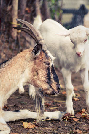 goat and kidの写真素材