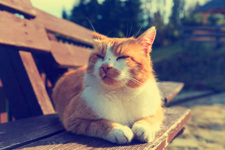 Ginger cat lying on a benchの写真素材