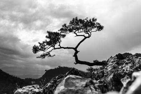 pine, most famous tree in Pieniny Mountains, Poland, black and white photo