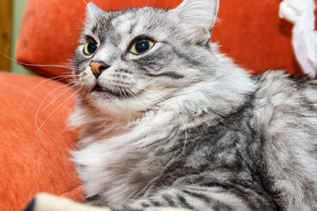 portrait of a norwegian catの写真素材