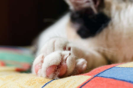 close up of cat pawの写真素材