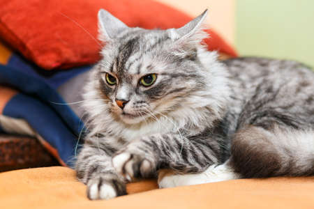 portrait of a norwegian catの写真素材