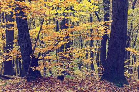 Colorful autumn trees in forest, vintage lookの写真素材