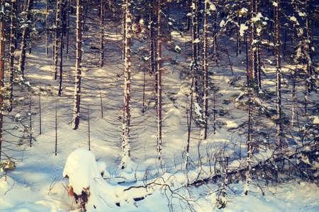 winter forest background, vintage look