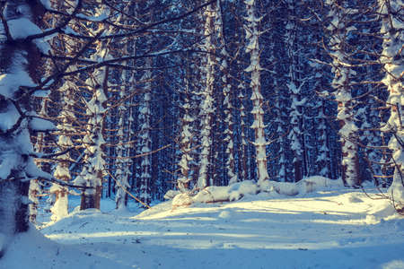 winter forest background, vintage lookの写真素材