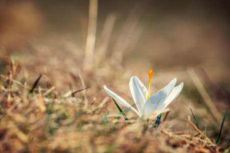 Blooming white crocuses, spring flowerの写真素材