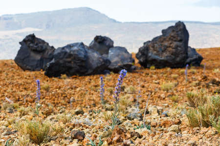Volcanic bombs on Montana Blanca, Teide National Park, Tenerife, Canary Islands, Spainの写真素材