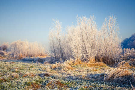 Snow covered trees, winter landscape