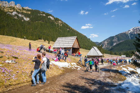 TATRA MOUNTAINS, POLAND - APR 25, 2015: Unidefined tourists visit Chocholowska Valley. Crocus flowers blooming in spring are great attraction for many peopleのeditorial素材