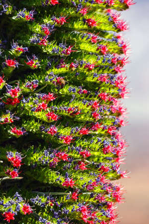 Red tajinaste flowers on the El Teide Volcano, Tenerife, Spain