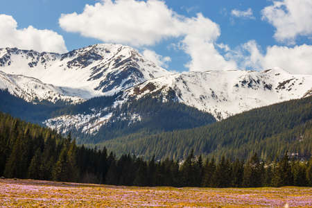 Chocholowska Valley in Tatra Mountains. Poland. Crocus flowers blooming in spring are great attraction for many peopleの写真素材
