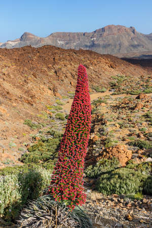 Red tajinaste flowers on the El Teide Volcano, Tenerife, Spain