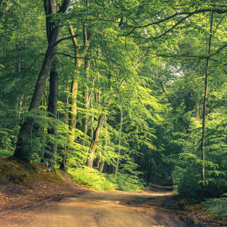forest path