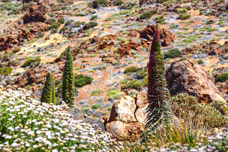 Red tajinaste flowers on the El Teide Volcano, Tenerife, Spain