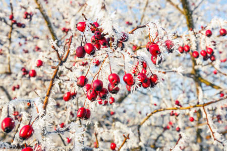 Winter background, red berries on the frozen branches covered with hoarfrost