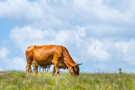 Cow grazing on a green meadowの写真素材