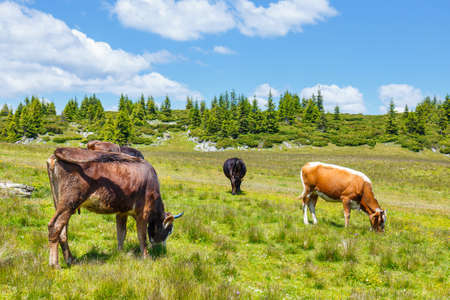 Herd of cows at summer green fieldの写真素材