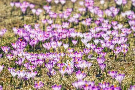 blooming violet crocuses in Tatra Mountains, spring flowerの写真素材
