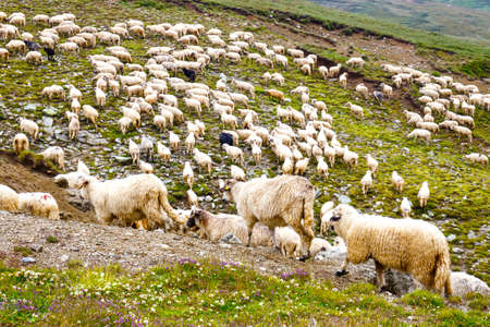 Sheep herds at alpine pastures in Bucegi Mountains, Romaniaの写真素材