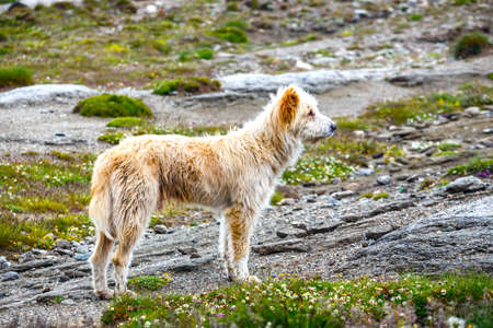 Dog guard the sheep on the mountain pastureの写真素材
