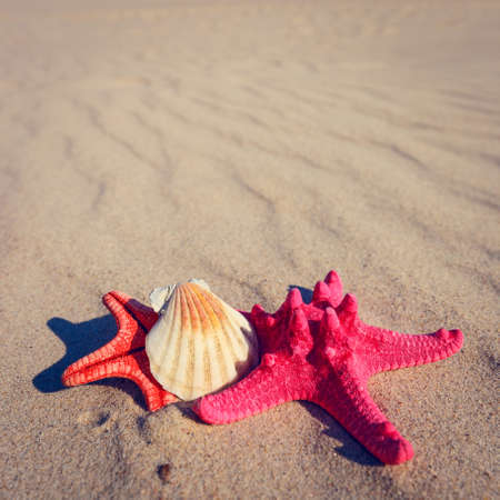 sea shells with yellow sand and sea as backgroundの写真素材