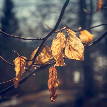 Colorful background of autumn leaf, vintage lookの写真素材