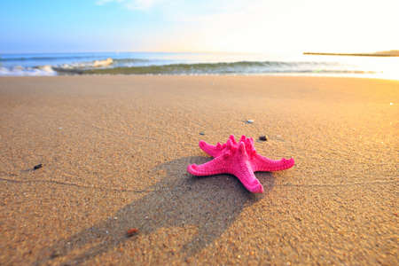 sea shells with yellow sand and sea as background
