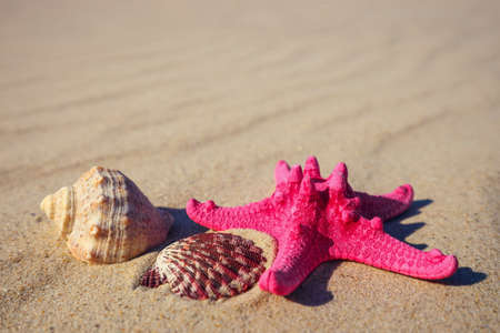 sea shells with yellow sand and sea as backgroundの写真素材