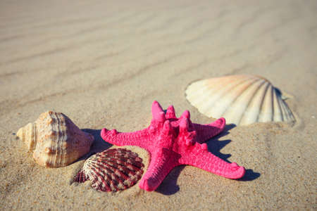 sea shells with yellow sand and sea as backgroundの写真素材
