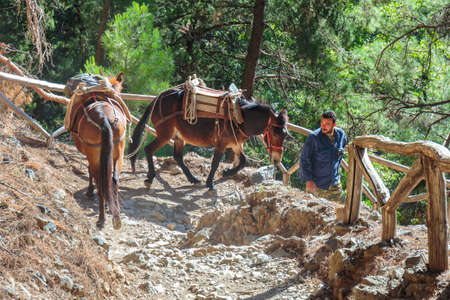 Samaria Gorge, Greece - MAY 26, 2016: horses led by a guide, are used to transport tired tourists in Samaria Gorge in central Crete, Greece. The national park is a UNESCO Biosphere Reserve since 1981のeditorial素材