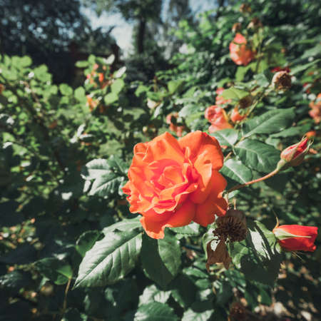 Beautiful red roses in the garden, close upの写真素材