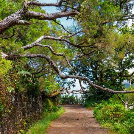 laurel forest and Irrigation canal. Lewada das 25 fontes and Lewada do Risco , Madeira Island, Portugalの写真素材