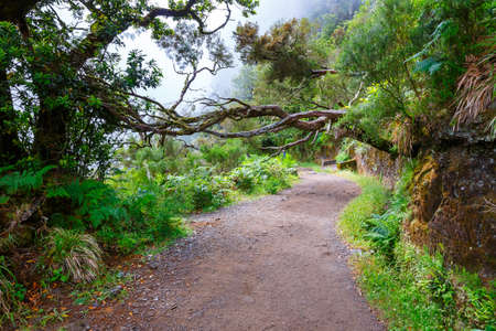 laurel forest and Irrigation canal. Lewada das 25 fontes and Lewada do Risco , Madeira Island,...