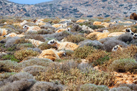 flock of sheep grazes on pastureの写真素材
