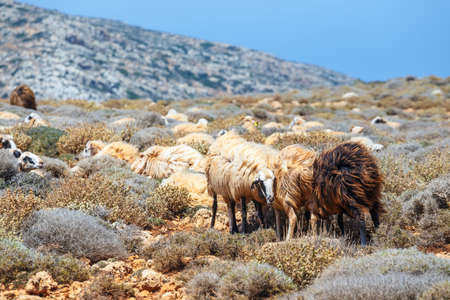 flock of sheep grazes on pastureの写真素材