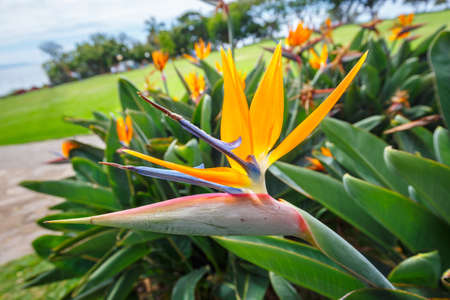Bird of Paradise flower, Strelitziaの写真素材