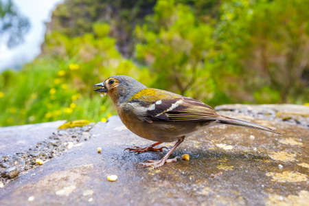 Carduelis chloris, Greenfinch, Madeira Island, Portugalの写真素材