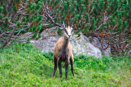 Chamois (Rupicapra Carpatica) in High Tatra Mountains, Poland