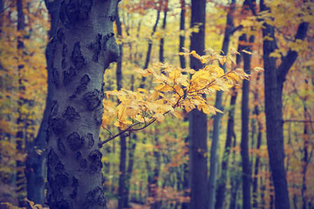 Colorful autumn trees in forest, vintage look