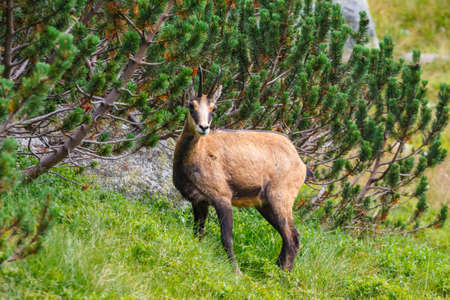 Chamois (Rupicapra Carpatica) in High Tatra Mountains, Polandの写真素材