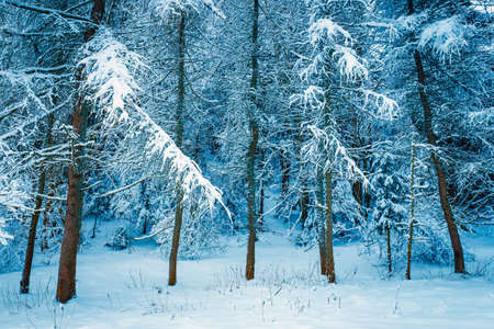 frozen forest with snow, winter landscape