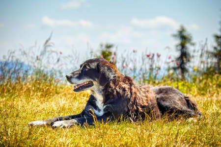 Portrait of a happy dog lying on the grass