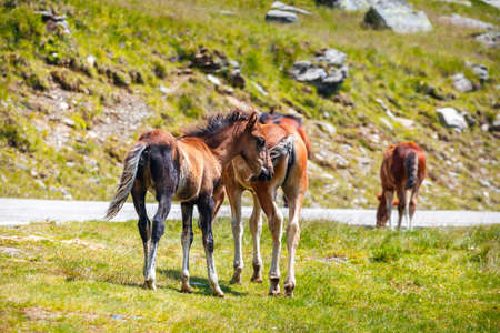 Horse herd on the pasture in the mountainsの写真素材