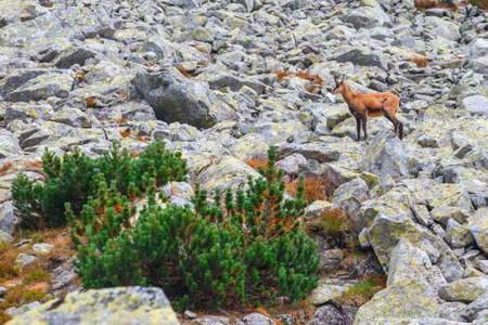 Chamois (Rupicapra Carpatica) in High Tatra Mountains, Polandの写真素材