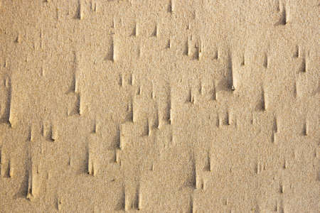 natural shapes in the sand on the beachの写真素材