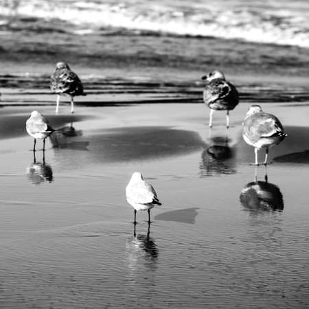 Gulls on the beach, Polish Baltic coastの写真素材