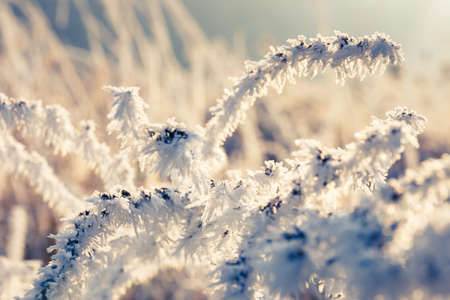 Winter background, hoarfrost on leaves, close upの写真素材