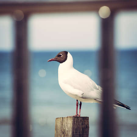 Gulls on the beach, Polish Baltic coast