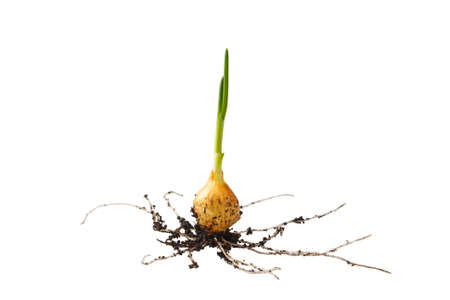 Onion growing on soil island isolated on white backgroundの写真素材